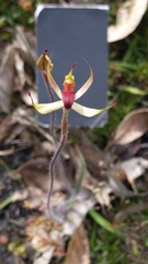 Caladenia leptochila