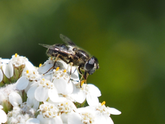 Eristalis rupium