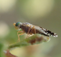 Tephritinae