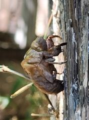 Cicadoidea