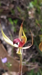 Caladenia leptochila