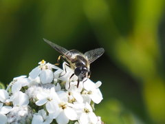 Eristalis rupium