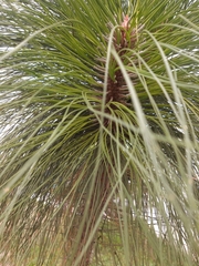 Pinus engelmannii