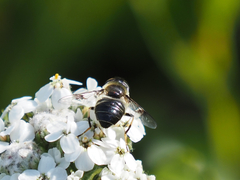 Eristalis rupium