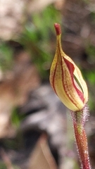 Caladenia leptochila
