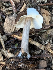 Pluteus exilis