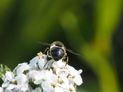 Eristalis rupium