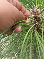 Pinus engelmannii
