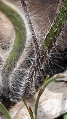 Caladenia leptochila