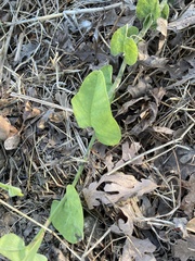 Aristolochia californica