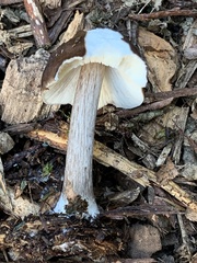Pluteus exilis