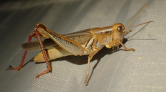 Melanoplus foedus