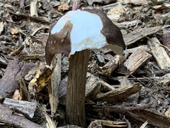 Pluteus exilis