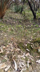 Caladenia leptochila