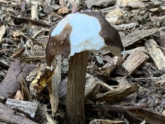 Pluteus exilis