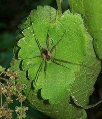 Oligolophus tridens