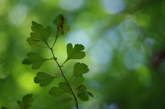 Crataegus spathulata