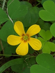 Oxalis suksdorfii