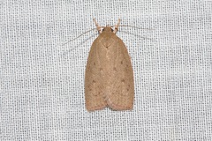 Garrha repandula