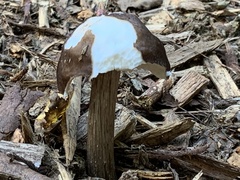 Pluteus exilis
