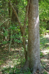 Crataegus spathulata