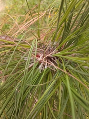 Pinus engelmannii