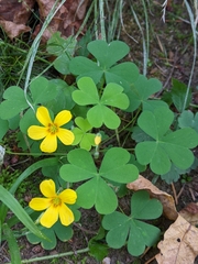 Oxalis suksdorfii