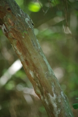 Crataegus spathulata
