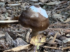 Pluteus exilis