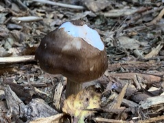 Pluteus exilis