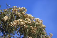 Corymbia nesophila