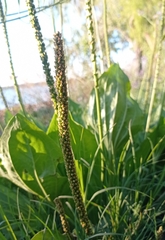 Plantago major