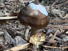 Pluteus exilis