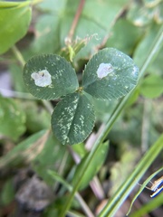 Porphyrosela minuta