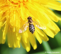 Toxomerus vertebratus