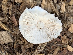 Pluteus exilis