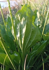 Plantago major