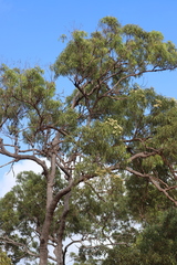 Corymbia nesophila