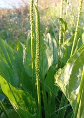 Plantago major