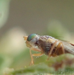Tephritinae