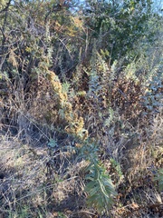 Artemisia douglasiana