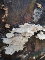 Neoantrodia serialis