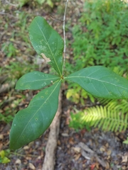 Quercus laurifolia