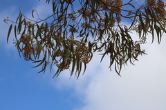 Corymbia nesophila