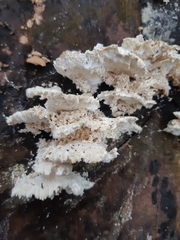 Neoantrodia serialis