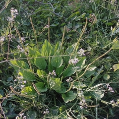 Plantago major