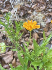 Calendula officinalis