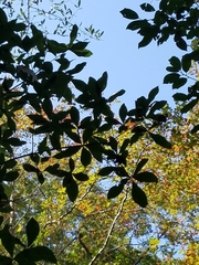 Quercus laurifolia