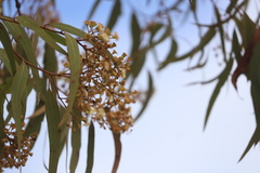 Corymbia nesophila