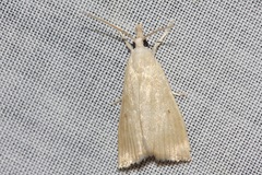 Calamotropha delatalis